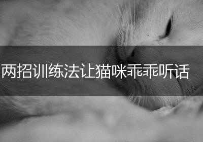 两招训练法让猫咪乖乖听话