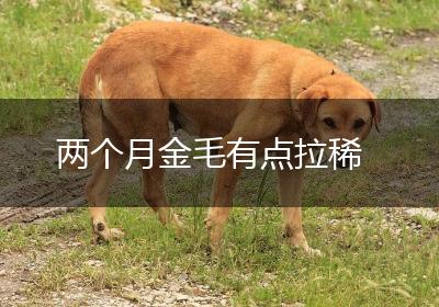 两个月金毛有点拉稀
