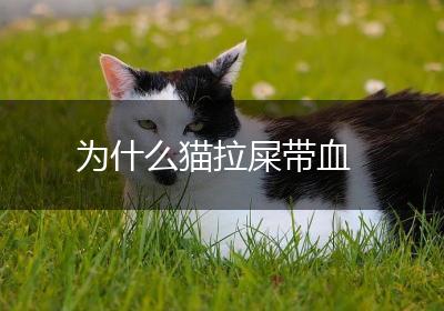 为什么猫拉屎带血