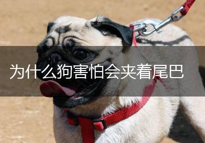 为什么狗害怕会夹着尾巴