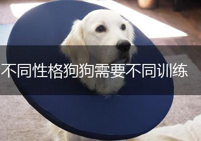 不同性格狗狗需要不同训练