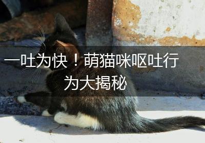 一吐为快！萌猫咪呕吐行为大揭秘