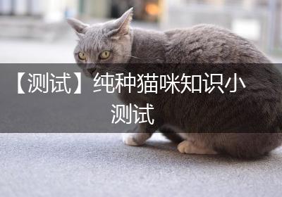 【测试】纯种猫咪知识小测试