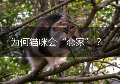 为何猫咪会“恋家”？