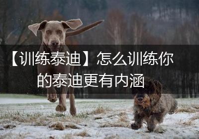 【训练泰迪】怎么训练你的泰迪更有内涵