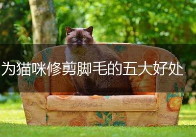 为猫咪修剪脚毛的五大好处