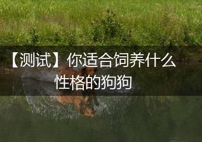 【测试】你适合饲养什么性格的狗狗