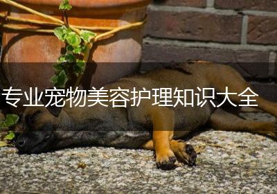 专业宠物美容护理知识大全