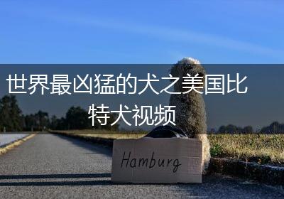 世界最凶猛的犬之美国比特犬视频