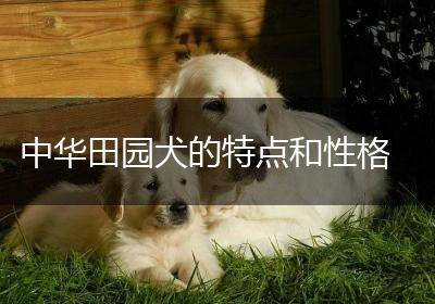 中华田园犬的特点和性格