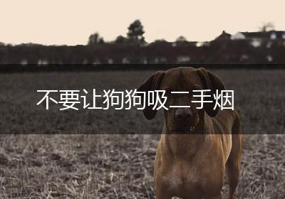 不要让狗狗吸二手烟