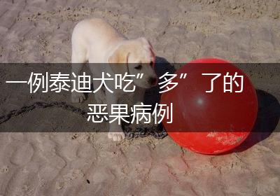 一例泰迪犬吃”多”了的恶果病例