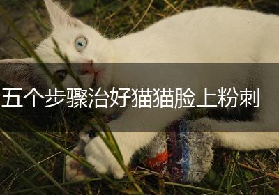 五个步骤治好猫猫脸上粉刺