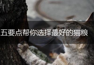 五要点帮你选择最好的猫粮
