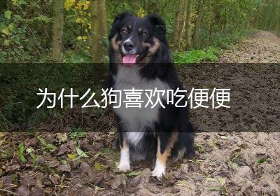 为什么狗喜欢吃便便