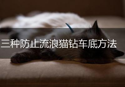 三种防止流浪猫钻车底方法