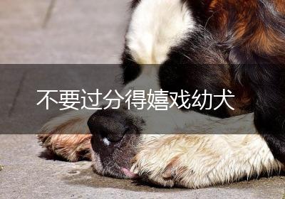 不要过分得嬉戏幼犬