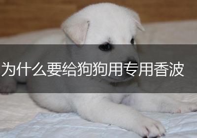 为什么要给狗狗用专用香波