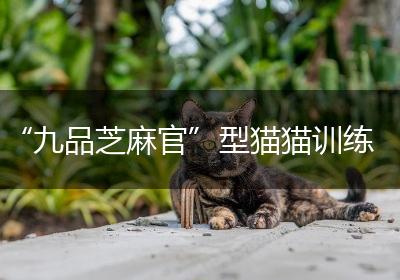“九品芝麻官”型猫猫训练
