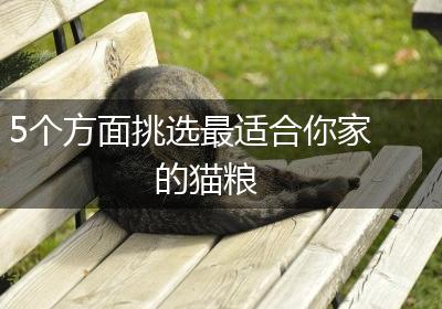 5个方面挑选最适合你家的猫粮