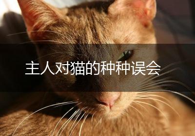 主人对猫的种种误会