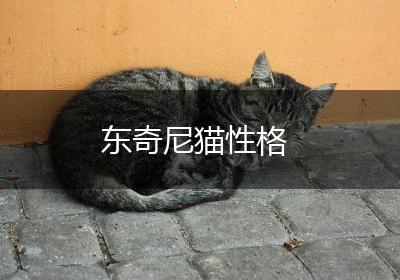 东奇尼猫性格
