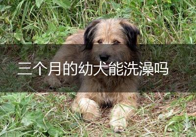 三个月的幼犬能洗澡吗