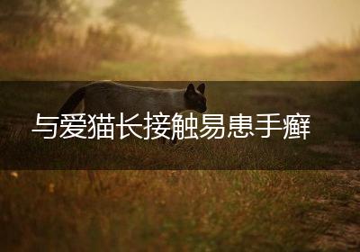 与爱猫长接触易患手癣