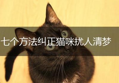 七个方法纠正猫咪扰人清梦