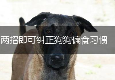 两招即可纠正狗狗偏食习惯