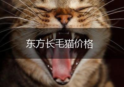 东方长毛猫价格