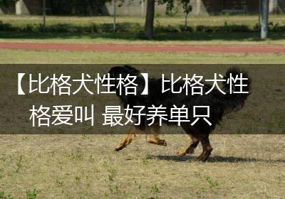 【比格犬性格】比格犬性格爱叫 最好养单只