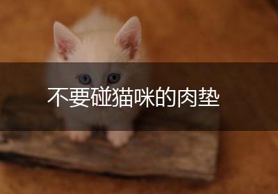 不要碰猫咪的肉垫