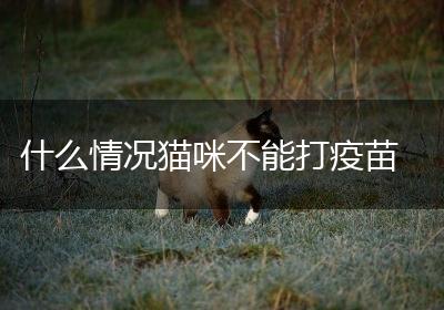 什么情况猫咪不能打疫苗