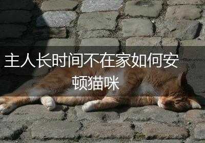 主人长时间不在家如何安顿猫咪