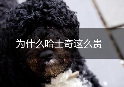 为什么哈士奇这么贵