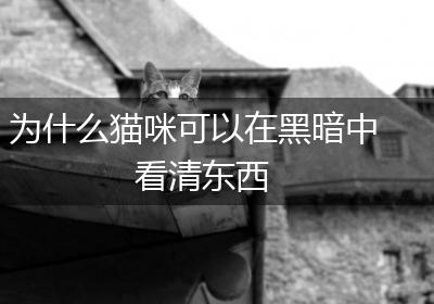 为什么猫咪可以在黑暗中看清东西