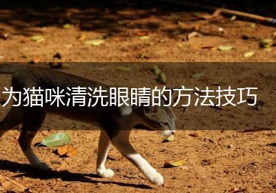 为猫咪清洗眼睛的方法技巧