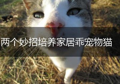 两个妙招培养家居乖宠物猫