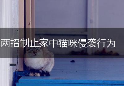 两招制止家中猫咪侵袭行为