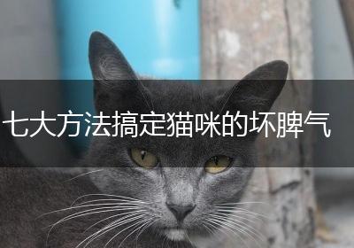 七大方法搞定猫咪的坏脾气