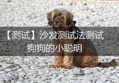 【测试】沙发测试法测试狗狗的小聪明