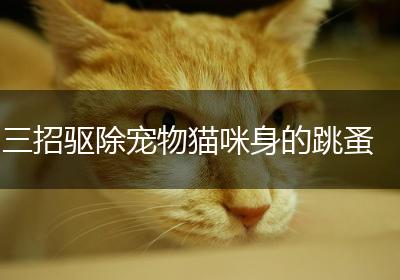 三招驱除宠物猫咪身的跳蚤