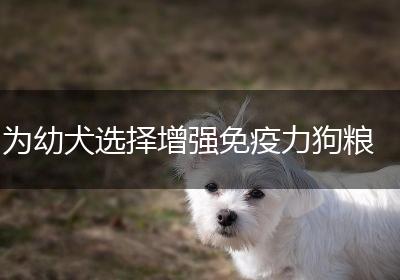 为幼犬选择增强免疫力狗粮