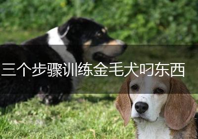 三个步骤训练金毛犬叼东西