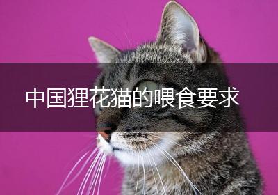 中国狸花猫的喂食要求
