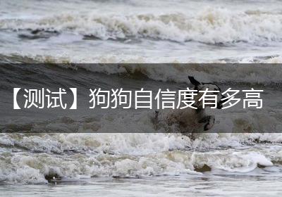 【测试】狗狗自信度有多高