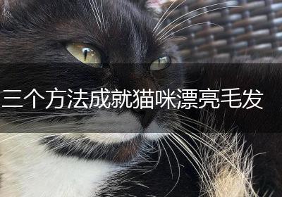 三个方法成就猫咪漂亮毛发