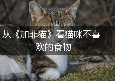 从《加菲猫》看猫咪不喜欢的食物