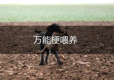 万能梗喂养